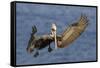 Brown Pelican Landing-Hal Beral-Framed Stretched Canvas