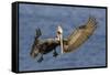 Brown Pelican Landing-Hal Beral-Framed Stretched Canvas