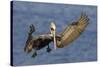 Brown Pelican Landing-Hal Beral-Stretched Canvas