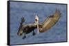 Brown Pelican Landing-Hal Beral-Framed Stretched Canvas