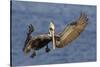 Brown Pelican Landing-Hal Beral-Stretched Canvas