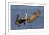 Brown Pelican Landing-Hal Beral-Framed Photographic Print