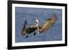 Brown Pelican Landing-Hal Beral-Framed Photographic Print