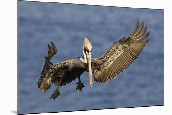 Brown Pelican Landing-Hal Beral-Mounted Photographic Print