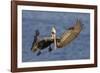 Brown Pelican Landing-Hal Beral-Framed Photographic Print