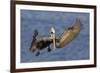 Brown Pelican Landing-Hal Beral-Framed Photographic Print