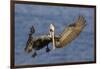 Brown Pelican Landing-Hal Beral-Framed Photographic Print