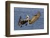 Brown Pelican Landing-Hal Beral-Framed Photographic Print