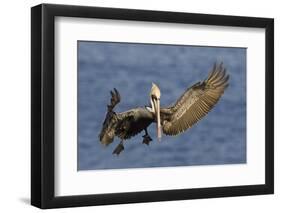 Brown Pelican Landing-Hal Beral-Framed Photographic Print