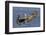 Brown Pelican Landing-Hal Beral-Framed Photographic Print