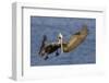 Brown Pelican Landing-Hal Beral-Framed Photographic Print