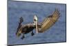 Brown Pelican Landing-Hal Beral-Mounted Photographic Print