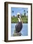 Brown pelican, New Smyrna Beach, Florida, USA-Jim Engelbrecht-Framed Photographic Print