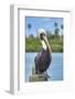 Brown pelican, New Smyrna Beach, Florida, USA-Jim Engelbrecht-Framed Photographic Print