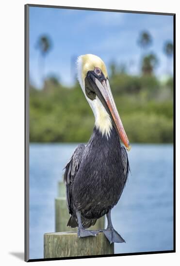 Brown pelican, New Smyrna Beach, Florida, USA-Jim Engelbrecht-Mounted Photographic Print