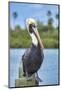 Brown pelican, New Smyrna Beach, Florida, USA-Jim Engelbrecht-Mounted Photographic Print