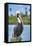 Brown pelican, New Smyrna Beach, Florida, USA-Jim Engelbrecht-Framed Stretched Canvas