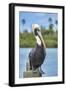 Brown pelican, New Smyrna Beach, Florida, USA-Jim Engelbrecht-Framed Photographic Print