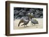 Brown pelican pair in breeding plumage, Galapagos-Tui De Roy-Framed Photographic Print