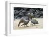 Brown pelican pair in breeding plumage, Galapagos-Tui De Roy-Framed Photographic Print