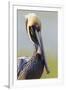 Brown Pelican (Pelecanus occidentalis) adult, breeding plumage, close-up of head and neck, Florida-Kevin Elsby-Framed Photographic Print