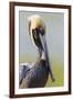 Brown Pelican (Pelecanus occidentalis) adult, breeding plumage, close-up of head and neck, Florida-Kevin Elsby-Framed Photographic Print