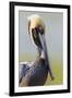 Brown Pelican (Pelecanus occidentalis) adult, breeding plumage, close-up of head and neck, Florida-Kevin Elsby-Framed Photographic Print