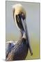 Brown Pelican (Pelecanus occidentalis) adult, breeding plumage, close-up of head and neck, Florida-Kevin Elsby-Mounted Photographic Print