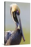 Brown Pelican (Pelecanus occidentalis) adult, breeding plumage, close-up of head and neck, Florida-Kevin Elsby-Stretched Canvas