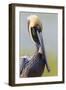 Brown Pelican (Pelecanus occidentalis) adult, breeding plumage, close-up of head and neck, Florida-Kevin Elsby-Framed Photographic Print