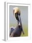 Brown Pelican (Pelecanus occidentalis) adult, breeding plumage, close-up of head and neck, Florida-Kevin Elsby-Framed Photographic Print