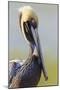 Brown Pelican (Pelecanus occidentalis) adult, breeding plumage, close-up of head and neck, Florida-Kevin Elsby-Mounted Photographic Print