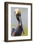 Brown Pelican (Pelecanus occidentalis) adult, breeding plumage, close-up of head and neck, Florida-Kevin Elsby-Framed Photographic Print