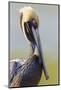 Brown Pelican (Pelecanus occidentalis) adult, breeding plumage, close-up of head and neck, Florida-Kevin Elsby-Mounted Photographic Print