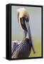 Brown Pelican (Pelecanus occidentalis) adult, breeding plumage, close-up of head and neck, Florida-Kevin Elsby-Framed Stretched Canvas