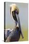 Brown Pelican (Pelecanus occidentalis) adult, breeding plumage, close-up of head and neck, Florida-Kevin Elsby-Stretched Canvas