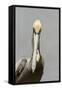 Brown Pelican (Pelecanus occidentalis) adult male, breeding plumage, Everglades City-Chris Mattison-Framed Stretched Canvas