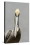 Brown Pelican (Pelecanus occidentalis) adult male, breeding plumage, Everglades City-Chris Mattison-Stretched Canvas