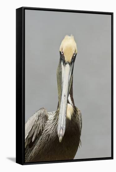 Brown Pelican (Pelecanus occidentalis) adult male, breeding plumage, Everglades City-Chris Mattison-Framed Stretched Canvas