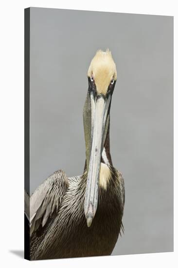 Brown Pelican (Pelecanus occidentalis) adult male, breeding plumage, Everglades City-Chris Mattison-Stretched Canvas