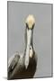 Brown Pelican (Pelecanus occidentalis) adult male, breeding plumage, Everglades City-Chris Mattison-Mounted Photographic Print