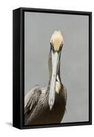 Brown Pelican (Pelecanus occidentalis) adult male, breeding plumage, Everglades City-Chris Mattison-Framed Stretched Canvas