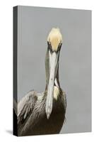 Brown Pelican (Pelecanus occidentalis) adult male, breeding plumage, Everglades City-Chris Mattison-Stretched Canvas