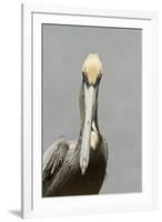 Brown Pelican (Pelecanus occidentalis) adult male, breeding plumage, Everglades City-Chris Mattison-Framed Photographic Print