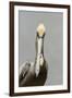 Brown Pelican (Pelecanus occidentalis) adult male, breeding plumage, Everglades City-Chris Mattison-Framed Photographic Print