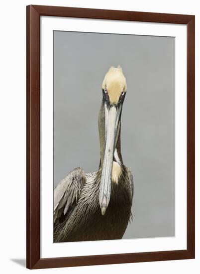 Brown Pelican (Pelecanus occidentalis) adult male, breeding plumage, Everglades City-Chris Mattison-Framed Photographic Print