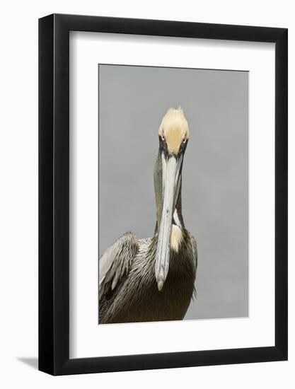 Brown Pelican (Pelecanus occidentalis) adult male, breeding plumage, Everglades City-Chris Mattison-Framed Photographic Print