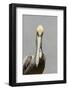 Brown Pelican (Pelecanus occidentalis) adult male, breeding plumage, Everglades City-Chris Mattison-Framed Photographic Print