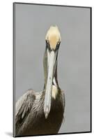 Brown Pelican (Pelecanus occidentalis) adult male, breeding plumage, Everglades City-Chris Mattison-Mounted Photographic Print