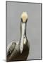 Brown Pelican (Pelecanus occidentalis) adult male, breeding plumage, Everglades City-Chris Mattison-Mounted Photographic Print